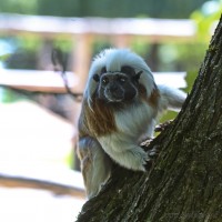 Dateiname=2017-06-08_11-14-59_Tierpark-Herberstein_7D1L1573bws.JPG
Dateigröße=624KB
Abmessungen: 1567x1567
hinzugefügt am: 13. Juni 2017 2017-06-08_11-14-59_Tierpark-Herberstein_7D1L1573bws.JPG