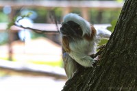 Dateiname=2017-06-08_11-15-02_Tierpark-Herberstein_7D1L1575bws.JPG
Dateigröße=639KB
Abmessungen: 1920x1280
hinzugefügt am: 13. Juni 2017 2017-06-08_11-15-02_Tierpark-Herberstein_7D1L1575bws.JPG