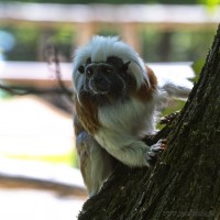 Dateiname=2017-06-08_11-15-02_Tierpark-Herberstein_7D1L1577bws.JPG
Dateigröße=643KB
Abmessungen: 1567x1567
hinzugefügt am: 13. Juni 2017 2017-06-08_11-15-02_Tierpark-Herberstein_7D1L1577bws.JPG