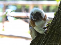 Dateiname=2017-06-08_11-15-03_Tierpark-Herberstein_7D1L1580bws.JPG
Dateigröße=610KB
Abmessungen: 1810x1357
hinzugefügt am: 13. Juni 2017 2017-06-08_11-15-03_Tierpark-Herberstein_7D1L1580bws.JPG