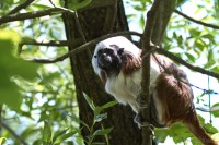 Dateiname=2017-06-08_11-15-17_Tierpark-Herberstein_7D1L1583bws.JPG
Dateigröße=694KB
Abmessungen: 1920x1280
hinzugefügt am: 13. Juni 2017 2017-06-08_11-15-17_Tierpark-Herberstein_7D1L1583bws.JPG