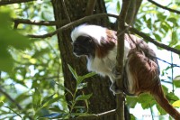 Dateiname=2017-06-08_11-15-18_Tierpark-Herberstein_7D1L1586bws.JPG
Dateigröße=733KB
Abmessungen: 1920x1280
hinzugefügt am: 13. Juni 2017 2017-06-08_11-15-18_Tierpark-Herberstein_7D1L1586bws.JPG