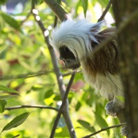 Dateiname=2017-06-08_11-15-25_Tierpark-Herberstein_7D1L1597bws.JPG
Dateigröße=703KB
Abmessungen: 1567x1567
hinzugefügt am: 13. Juni 2017 2017-06-08_11-15-25_Tierpark-Herberstein_7D1L1597bws.JPG