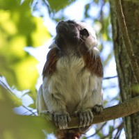 Dateiname=2017-06-08_11-15-42_Tierpark-Herberstein_7D1L1606bws.JPG
Dateigröße=667KB
Abmessungen: 1567x1567
hinzugefügt am: 13. Juni 2017 2017-06-08_11-15-42_Tierpark-Herberstein_7D1L1606bws.JPG