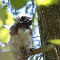 Dateiname=2017-06-08_11-15-44_Tierpark-Herberstein_7D1L1611bws.JPG
Dateigröße=691KB
Abmessungen: 1567x1567
hinzugefügt am: 13. Juni 2017 2017-06-08_11-15-44_Tierpark-Herberstein_7D1L1611bws.JPG