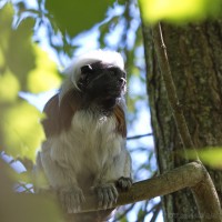 Dateiname=2017-06-08_11-15-44_Tierpark-Herberstein_7D1L1613bws.JPG
Dateigröße=666KB
Abmessungen: 1567x1567
hinzugefügt am: 13. Juni 2017 2017-06-08_11-15-44_Tierpark-Herberstein_7D1L1613bws.JPG