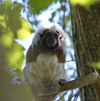 Dateiname=2017-06-08_11-15-46_Tierpark-Herberstein_7D1L1620bws.JPG
Dateigröße=662KB
Abmessungen: 1567x1568
hinzugefügt am: 13. Juni 2017 2017-06-08_11-15-46_Tierpark-Herberstein_7D1L1620bws.JPG