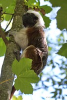 Dateiname=2017-06-08_11-15-51_Tierpark-Herberstein_7D1L1622bws.JPG
Dateigröße=698KB
Abmessungen: 1280x1920
hinzugefügt am: 13. Juni 2017 2017-06-08_11-15-51_Tierpark-Herberstein_7D1L1622bws.JPG