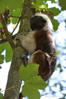 Dateiname=2017-06-08_11-15-52_Tierpark-Herberstein_7D1L1624bws.JPG
Dateigröße=726KB
Abmessungen: 1280x1920
hinzugefügt am: 13. Juni 2017 2017-06-08_11-15-52_Tierpark-Herberstein_7D1L1624bws.JPG