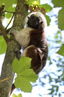 Dateiname=2017-06-08_11-15-53_Tierpark-Herberstein_7D1L1627bws.JPG
Dateigröße=780KB
Abmessungen: 1280x1920
hinzugefügt am: 13. Juni 2017 2017-06-08_11-15-53_Tierpark-Herberstein_7D1L1627bws.JPG
