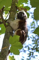 Dateiname=2017-06-08_11-15-54_Tierpark-Herberstein_7D1L1630bws.JPG
Dateigröße=710KB
Abmessungen: 1280x1920
hinzugefügt am: 13. Juni 2017 2017-06-08_11-15-54_Tierpark-Herberstein_7D1L1630bws.JPG
