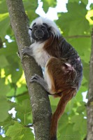 Dateiname=2017-06-08_11-16-07_Tierpark-Herberstein_7D1L1642bws.JPG
Dateigröße=789KB
Abmessungen: 1280x1920
hinzugefügt am: 13. Juni 2017 2017-06-08_11-16-07_Tierpark-Herberstein_7D1L1642bws.JPG
