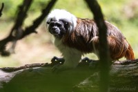 Dateiname=2017-06-08_11-17-17_Tierpark-Herberstein_7D1L1672bws.JPG
Dateigröße=680KB
Abmessungen: 1919x1280
hinzugefügt am: 13. Juni 2017 2017-06-08_11-17-17_Tierpark-Herberstein_7D1L1672bws.JPG