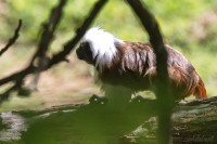 Dateiname=2017-06-08_11-17-17_Tierpark-Herberstein_7D1L1674bws.JPG
Dateigröße=719KB
Abmessungen: 1920x1280
hinzugefügt am: 13. Juni 2017 2017-06-08_11-17-17_Tierpark-Herberstein_7D1L1674bws.JPG