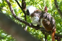 Dateiname=2017-06-08_11-17-22_Tierpark-Herberstein_7D1L1677bws.JPG
Dateigröße=742KB
Abmessungen: 1920x1280
hinzugefügt am: 13. Juni 2017 2017-06-08_11-17-22_Tierpark-Herberstein_7D1L1677bws.JPG