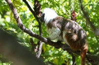 Dateiname=2017-06-08_11-17-23_Tierpark-Herberstein_7D1L1679bws.JPG
Dateigröße=801KB
Abmessungen: 1920x1280
hinzugefügt am: 13. Juni 2017 2017-06-08_11-17-23_Tierpark-Herberstein_7D1L1679bws.JPG