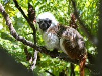 Dateiname=2017-06-08_11-17-24_Tierpark-Herberstein_7D1L1682bws.JPG
Dateigröße=853KB
Abmessungen: 1810x1358
hinzugefügt am: 13. Juni 2017 2017-06-08_11-17-24_Tierpark-Herberstein_7D1L1682bws.JPG