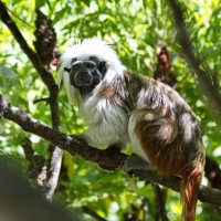 Dateiname=2017-06-08_11-17-25_Tierpark-Herberstein_7D1L1686bws.JPG
Dateigröße=836KB
Abmessungen: 1567x1567
hinzugefügt am: 13. Juni 2017 2017-06-08_11-17-25_Tierpark-Herberstein_7D1L1686bws.JPG