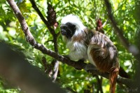 Dateiname=2017-06-08_11-17-26_Tierpark-Herberstein_7D1L1688bws.JPG
Dateigröße=796KB
Abmessungen: 1920x1280
hinzugefügt am: 13. Juni 2017 2017-06-08_11-17-26_Tierpark-Herberstein_7D1L1688bws.JPG