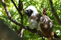 Dateiname=2017-06-08_11-17-28_Tierpark-Herberstein_7D1L1690bws.JPG
Dateigröße=787KB
Abmessungen: 1920x1280
hinzugefügt am: 13. Juni 2017 2017-06-08_11-17-28_Tierpark-Herberstein_7D1L1690bws.JPG