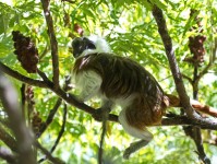 Dateiname=2017-06-08_11-17-44_Tierpark-Herberstein_7D1L1696bws.JPG
Dateigröße=878KB
Abmessungen: 1810x1358
hinzugefügt am: 13. Juni 2017 2017-06-08_11-17-44_Tierpark-Herberstein_7D1L1696bws.JPG