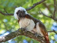 Dateiname=2017-06-08_11-18-13_Tierpark-Herberstein_7D1L1713bws.JPG
Dateigröße=693KB
Abmessungen: 1810x1358
hinzugefügt am: 13. Juni 2017 2017-06-08_11-18-13_Tierpark-Herberstein_7D1L1713bws.JPG