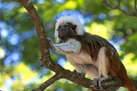 Dateiname=2017-06-08_11-18-16_Tierpark-Herberstein_7D1L1719bws.JPG
Dateigröße=707KB
Abmessungen: 1920x1280
hinzugefügt am: 13. Juni 2017 2017-06-08_11-18-16_Tierpark-Herberstein_7D1L1719bws.JPG