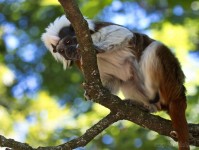 Dateiname=2017-06-08_11-18-19_Tierpark-Herberstein_7D1L1724bws.JPG
Dateigröße=745KB
Abmessungen: 1810x1358
hinzugefügt am: 13. Juni 2017 2017-06-08_11-18-19_Tierpark-Herberstein_7D1L1724bws.JPG