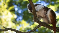Dateiname=2017-06-08_11-18-19_Tierpark-Herberstein_7D1L1728bws.JPG
Dateigröße=693KB
Abmessungen: 2090x1176
hinzugefügt am: 13. Juni 2017 2017-06-08_11-18-19_Tierpark-Herberstein_7D1L1728bws.JPG