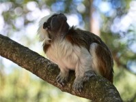 Dateiname=2017-06-08_11-18-49_Tierpark-Herberstein_7D1L1738bws.JPG
Dateigröße=669KB
Abmessungen: 1810x1358
hinzugefügt am: 13. Juni 2017 2017-06-08_11-18-49_Tierpark-Herberstein_7D1L1738bws.JPG