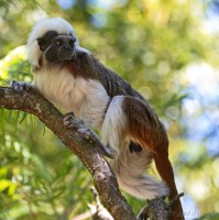 Dateiname=2017-06-08_11-19-04_Tierpark-Herberstein_7D1L1745bws.JPG
Dateigröße=740KB
Abmessungen: 1567x1568
hinzugefügt am: 13. Juni 2017 2017-06-08_11-19-04_Tierpark-Herberstein_7D1L1745bws.JPG