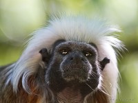 Dateiname=2017-06-08_11-21-21_Tierpark-Herberstein_7D1L1792bws.JPG
Dateigröße=704KB
Abmessungen: 1808x1359
hinzugefügt am: 13. Juni 2017 2017-06-08_11-21-21_Tierpark-Herberstein_7D1L1792bws.JPG