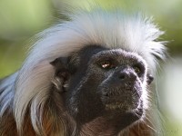 Dateiname=2017-06-08_11-21-22_Tierpark-Herberstein_7D1L1795bws.JPG
Dateigröße=807KB
Abmessungen: 1808x1359
hinzugefügt am: 13. Juni 2017 2017-06-08_11-21-22_Tierpark-Herberstein_7D1L1795bws.JPG