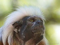 Dateiname=2017-06-08_11-21-23_Tierpark-Herberstein_7D1L1798bws.JPG
Dateigröße=762KB
Abmessungen: 1810x1357
hinzugefügt am: 13. Juni 2017 2017-06-08_11-21-23_Tierpark-Herberstein_7D1L1798bws.JPG