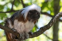 Dateiname=2017-06-08_11-21-56_Tierpark-Herberstein_7D1L1802bws.JPG
Dateigröße=716KB
Abmessungen: 1920x1280
hinzugefügt am: 13. Juni 2017 2017-06-08_11-21-56_Tierpark-Herberstein_7D1L1802bws.JPG