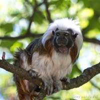 Dateiname=2017-06-08_11-21-59_Tierpark-Herberstein_7D1L1806bws.JPG
Dateigröße=722KB
Abmessungen: 1567x1567
hinzugefügt am: 13. Juni 2017 2017-06-08_11-21-59_Tierpark-Herberstein_7D1L1806bws.JPG