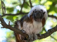 Dateiname=2017-06-08_11-21-59_Tierpark-Herberstein_7D1L1810bws.JPG
Dateigröße=731KB
Abmessungen: 1810x1357
hinzugefügt am: 13. Juni 2017 2017-06-08_11-21-59_Tierpark-Herberstein_7D1L1810bws.JPG