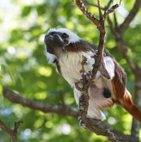 Dateiname=2017-06-08_11-24-20_Tierpark-Herberstein_7D1L1814bws.JPG
Dateigröße=732KB
Abmessungen: 1567x1568
hinzugefügt am: 13. Juni 2017 2017-06-08_11-24-20_Tierpark-Herberstein_7D1L1814bws.JPG