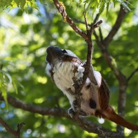 Dateiname=2017-06-08_11-24-21_Tierpark-Herberstein_7D1L1816bws.JPG
Dateigröße=720KB
Abmessungen: 1567x1567
hinzugefügt am: 13. Juni 2017 2017-06-08_11-24-21_Tierpark-Herberstein_7D1L1816bws.JPG