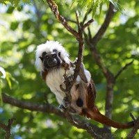 Dateiname=2017-06-08_11-24-23_Tierpark-Herberstein_7D1L1820bws.JPG
Dateigröße=708KB
Abmessungen: 1567x1567
hinzugefügt am: 13. Juni 2017 2017-06-08_11-24-23_Tierpark-Herberstein_7D1L1820bws.JPG