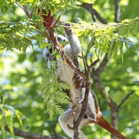 Dateiname=2017-06-08_11-24-28_Tierpark-Herberstein_7D1L1828bws.JPG
Dateigröße=904KB
Abmessungen: 1567x1567
hinzugefügt am: 13. Juni 2017 2017-06-08_11-24-28_Tierpark-Herberstein_7D1L1828bws.JPG
