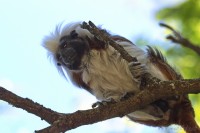 Dateiname=2017-06-08_11-25-01_Tierpark-Herberstein_7D1L1835bws.JPG
Dateigröße=602KB
Abmessungen: 1920x1280
hinzugefügt am: 13. Juni 2017 2017-06-08_11-25-01_Tierpark-Herberstein_7D1L1835bws.JPG