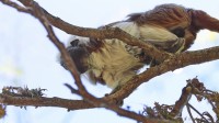 Dateiname=2017-06-08_11-25-07_Tierpark-Herberstein_7D1L1849bws.JPG
Dateigröße=718KB
Abmessungen: 2090x1176
hinzugefügt am: 13. Juni 2017 2017-06-08_11-25-07_Tierpark-Herberstein_7D1L1849bws.JPG