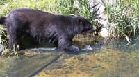 Dateiname=2017-06-08_11-26-37_Tierpark-Herberstein_7D1L1876bws.JPG
Dateigröße=1502KB
Abmessungen: 2090x1176
hinzugefügt am: 13. Juni 2017 2017-06-08_11-26-37_Tierpark-Herberstein_7D1L1876bws.JPG
