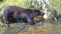 Dateiname=2017-06-08_11-26-37_Tierpark-Herberstein_7D1L1877bws.JPG
Dateigröße=1463KB
Abmessungen: 2090x1176
hinzugefügt am: 13. Juni 2017 2017-06-08_11-26-37_Tierpark-Herberstein_7D1L1877bws.JPG