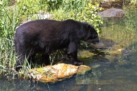 Dateiname=2017-06-08_11-26-42_Tierpark-Herberstein_7D1L1884bws.JPG
Dateigröße=1364KB
Abmessungen: 1920x1280
hinzugefügt am: 13. Juni 2017 2017-06-08_11-26-42_Tierpark-Herberstein_7D1L1884bws.JPG