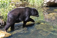 Dateiname=2017-06-08_11-26-44_Tierpark-Herberstein_7D1L1887bws.JPG
Dateigröße=1356KB
Abmessungen: 1920x1280
hinzugefügt am: 13. Juni 2017 2017-06-08_11-26-44_Tierpark-Herberstein_7D1L1887bws.JPG