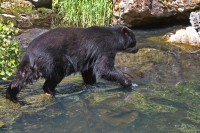Dateiname=2017-06-08_11-26-45_Tierpark-Herberstein_7D1L1892bws.JPG
Dateigröße=1191KB
Abmessungen: 1920x1280
hinzugefügt am: 13. Juni 2017 2017-06-08_11-26-45_Tierpark-Herberstein_7D1L1892bws.JPG