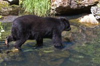 Dateiname=2017-06-08_11-26-46_Tierpark-Herberstein_7D1L1895bws.JPG
Dateigröße=1161KB
Abmessungen: 1920x1280
hinzugefügt am: 13. Juni 2017 2017-06-08_11-26-46_Tierpark-Herberstein_7D1L1895bws.JPG