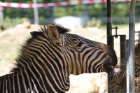 Dateiname=2017-06-08_11-40-08_Tierpark-Herberstein_7D1L1943bws.JPG
Dateigröße=780KB
Abmessungen: 1920x1280
hinzugefügt am: 13. Juni 2017 2017-06-08_11-40-08_Tierpark-Herberstein_7D1L1943bws.JPG